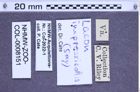 Etiketten zu Lacon impressicollis (NHMW-ZOO-COL-0008151)